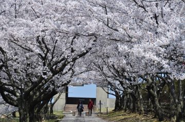 宮野山の桜並木