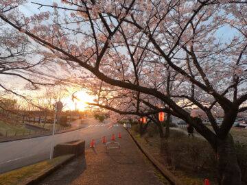 名古屋 黒地に桜＊NＯ-180310+keerthiraj.com